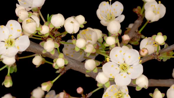 White Flowers Blossoms on the Branches of Wild Plum Tree alt