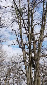 Vertical Video of the Forest with Trees Without Leaves Slow Motion alt