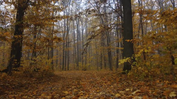 A walk in the autumn forest in the fog. Colorful leaves on falling trees alt