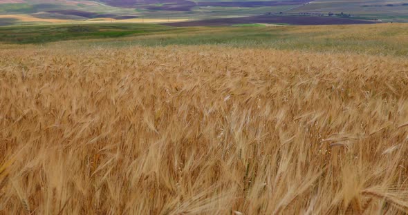Fluttering wheat fields in summer in the mountains