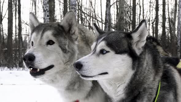 Close up Husky dog in the forest