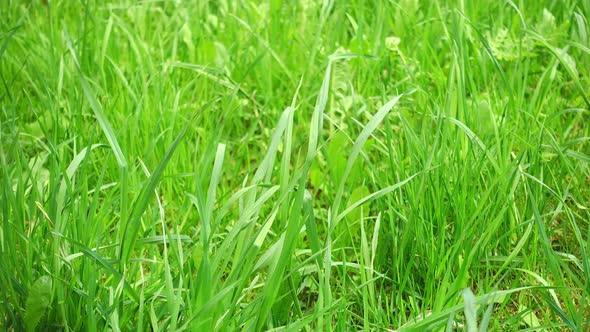 Green Field, Beautiful Green Grass on Wind.