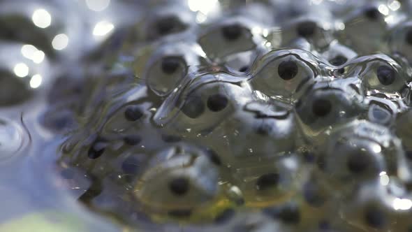Embryos Tadpoles Caviar Moving in Eggs of Frog Roe in a Pond Spbd. Polliwog Closeup in Water. Spawn alt