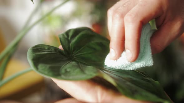 Man Florist at Work Cleaning Plants in Small Garden Shop Male Watering Flowers Green Home alt