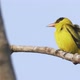 Cute Little Yellow Black-naped Oriole Bird In Asia - VideoHive Item for Sale