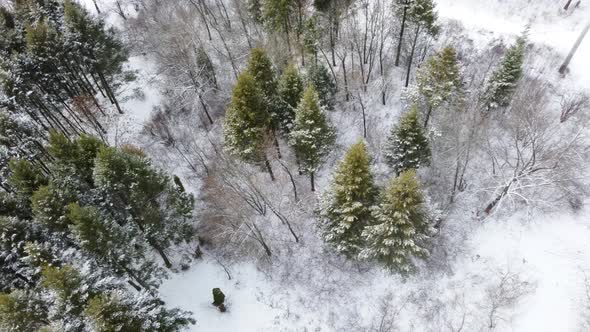 Tree tops in winter, aerial view with white snow