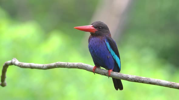 a beautiful javan kingfisher with sharp eyes monitoring the surrounding atmosphere alt