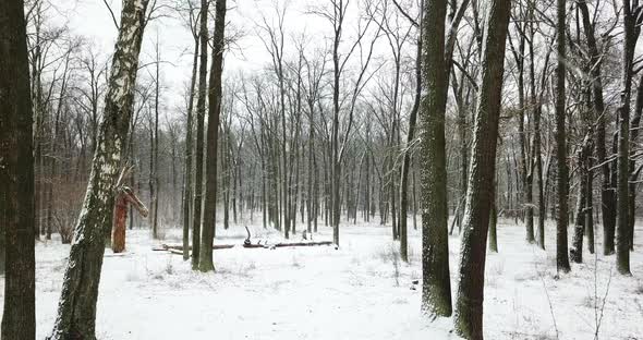 Drone Panoramic Flight Through a Snowy Forest Snowfall in Winter