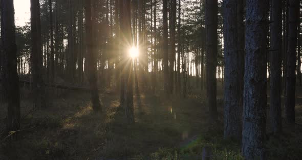 Pine wood forest at sunset with sun ligh and rays peaking through the trees