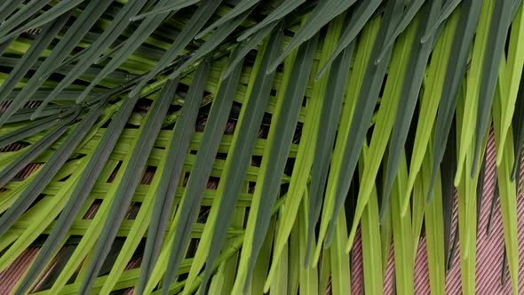 Green leaves background - green palm leaves rotating