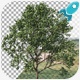 Tree In Wind - VideoHive Item for Sale