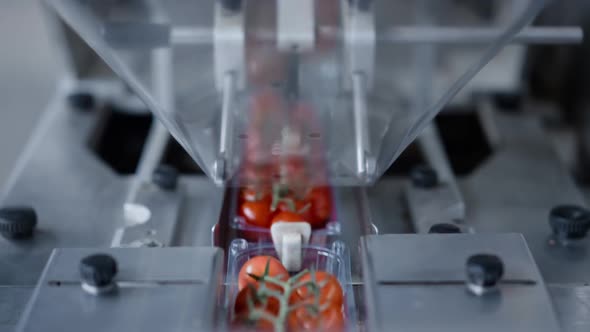 Tomato Packing Factory Machine Working Process at Technological Manufacture alt