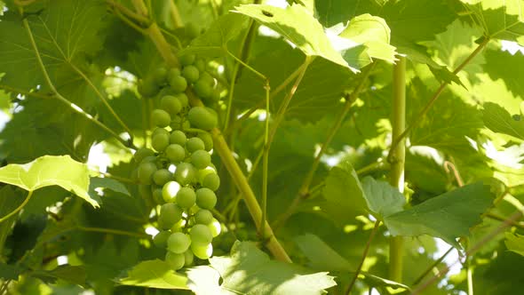 Young green fruit on grapevines 4K footage