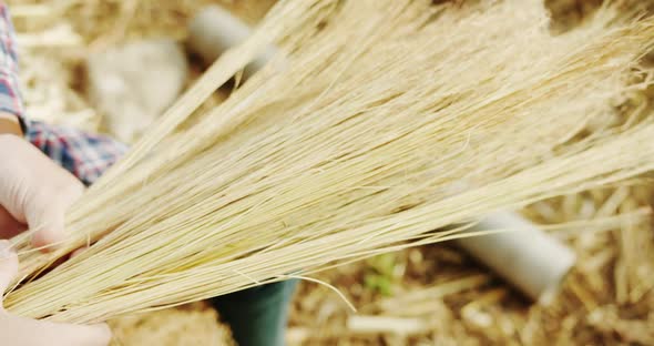 Man Farmer Working in the Field Inspects the Crop Wheat Germ Natural a Farming alt