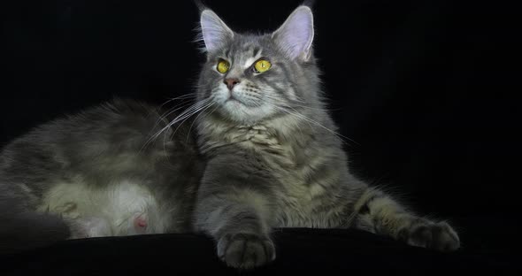 Blue Blotched Tabby Maine Coon Domestic Cat, Female laying against Black Background alt