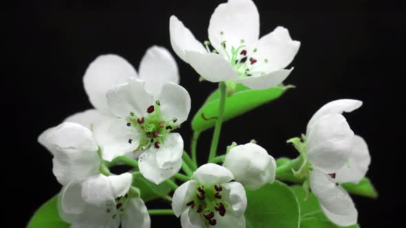 Spring Flowers Blooming Opening Its Blossom Cherry Tree Germination New Life Time Lapse