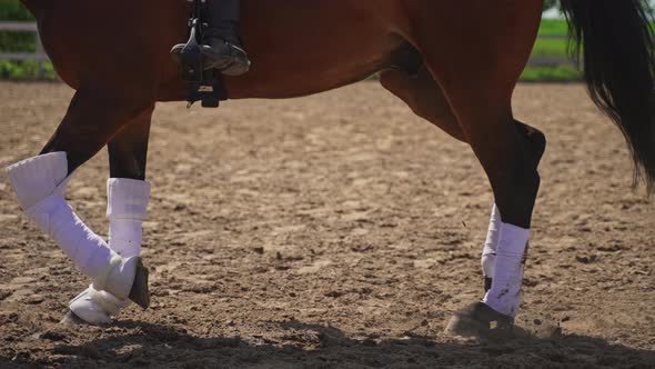 Bay Horse Wearing Stocking Running In The Sandy Ground With A Rider On Its Back alt