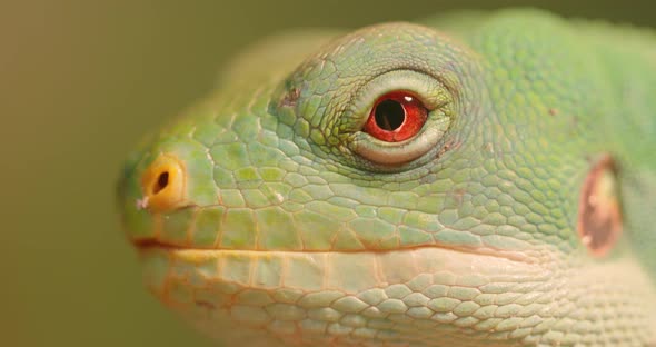 Lau Banded Iguana Brachylophus Fasciatus Is an Arboreal Species of Lizard alt