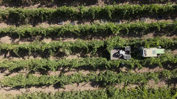 Countryside Farms, Vineyard Grapes, Aerial View of Grapes Harvest with Tractor alt
