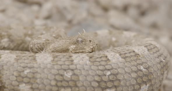 Horned Viper Moving