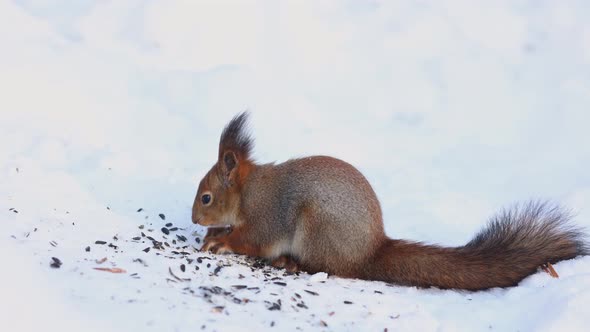 Closeup Portrait of Squirrel