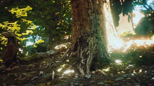 The Primeval Forest with Mossed Ground alt