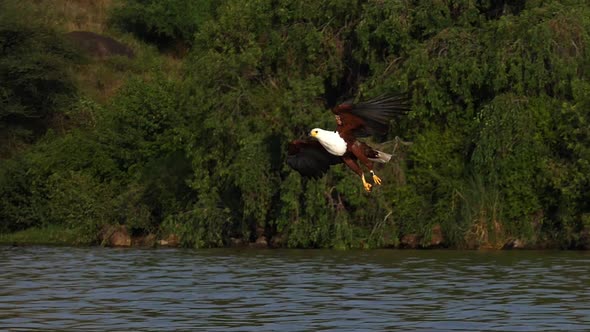 980271 African Fish-Eagle, haliaeetus vocifer, Adult in flight, Fish in Claws, Fishing at Baringo La alt