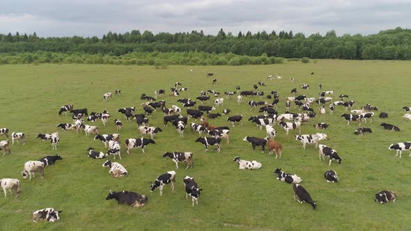 Cows Graze on Pasture alt