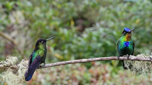 Costa Rica Fiery Throated Hummingbird (panterpe insignis) in Rainforest, Portrait of Active Birds Fl alt