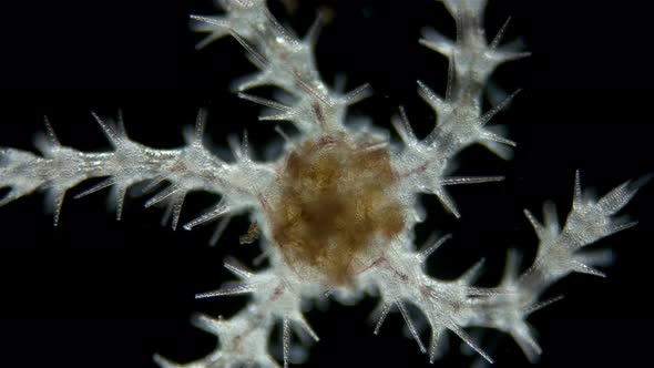 Ophiura under a microscope, class Ophiuroidea, similar to Asteroidea (sea star) alt