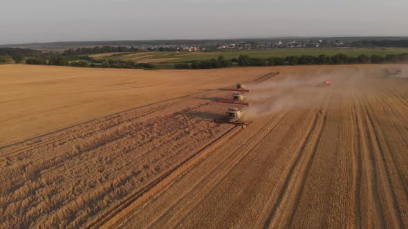 Aerial shot: few combines harvest wheat at sunset.