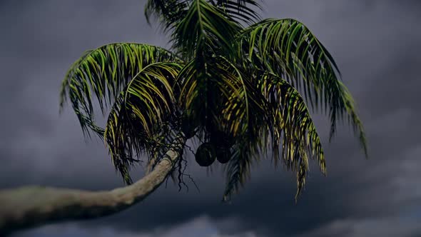Palm Tree in Storm