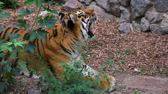 Siberian tiger yawning slow motion alt