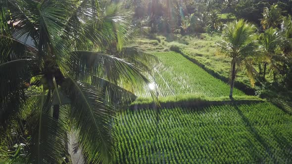 Palm and Rice Fields 
