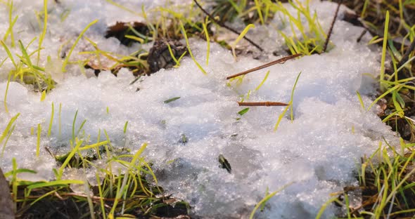 Macro Timelapse Shot of Shiny Melting Snow Particles and Unveiling Branch Christmas Tree Spruce Cone alt