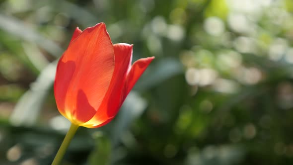 Tulipa gesneriana garden flower shallow DOF 4K 2160 30fps UltraHD footage -  Didier tulip lily plant