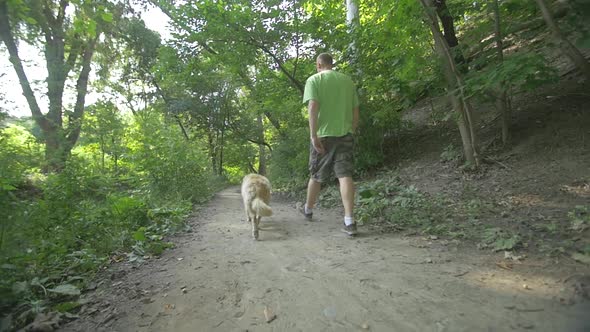 Golden Retriever Dog Walking With Owner Along Forest Path In Summer
