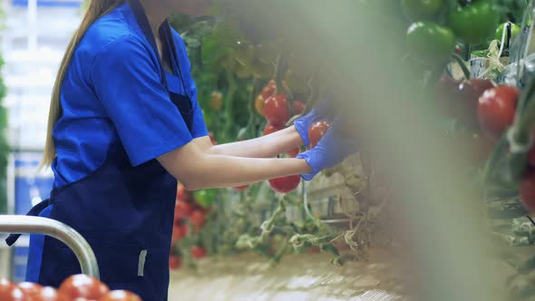 Woman Picks Ripe Tomatoes From a Plant. alt