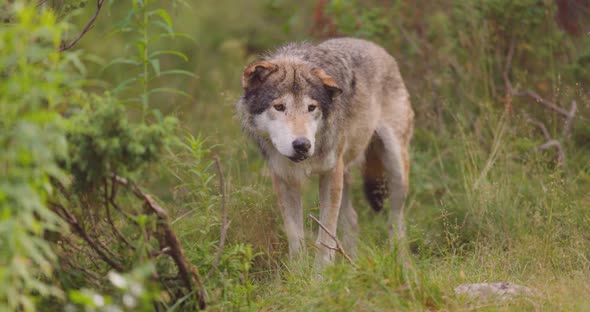 Beautiful Male Grey Wolf Standing in the Forest Observing