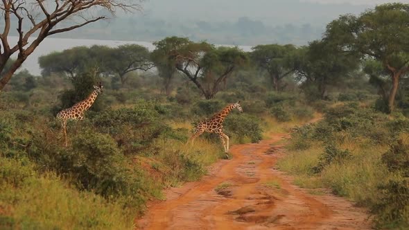 Slow Motion of 2 Giraffes Crossing the Road in Game Park in African Prairie