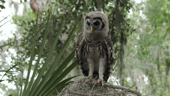 Young Barred Owl Wondering Around