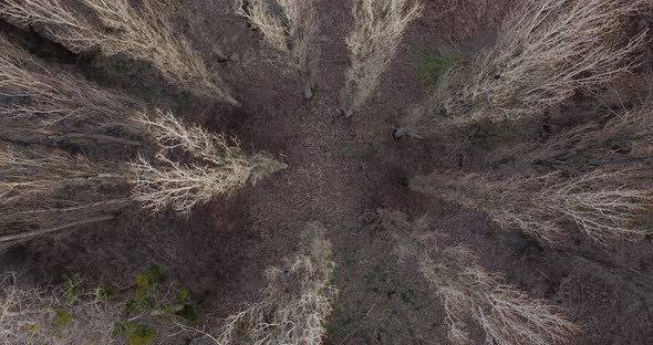 Aerial View From Above of Autumn Forest Gray Trees Bald Trees in Late Autumn alt