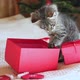 Kitten Playing with Gift Box - VideoHive Item for Sale