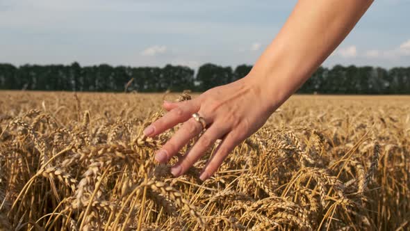 Woman's hand running through wheat field. Girl's hand touching wheat ears closeup