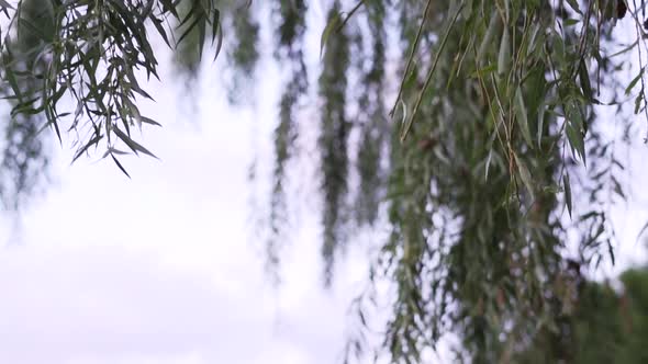 Revealing Shot of Dad Walking Her Daughter Down the Aisle on Her Wedding Day alt