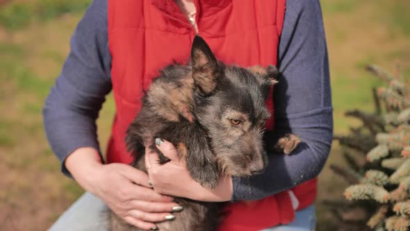 A Gray Dog of a Simple Breed in the Arms of a Woman alt