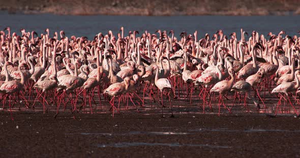 Lesser Flamingo, phoenicopterus minor, Colony at Bogoria Lake in Kenya, Slow Motion 4K alt