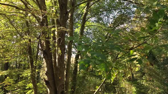 Colorful Trees Forest alt