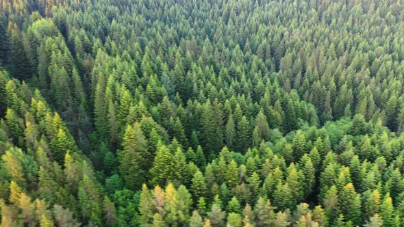 Nature. Aerial view at summer forest. Natural summer landscape from air alt