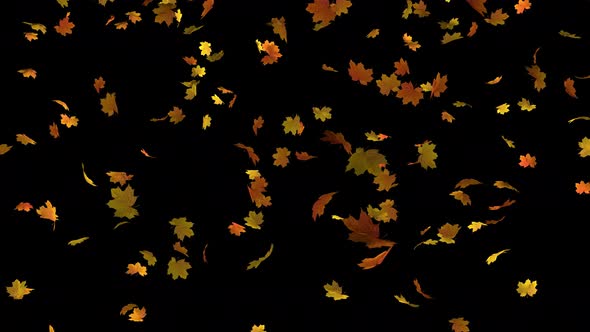 Falling Maple Leaves